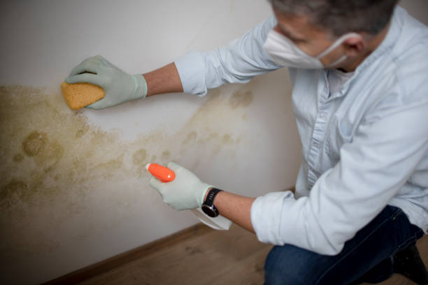 Best Mold removal after water damage  in Mcgraw, NY